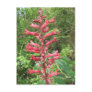 Red Buckeye Postcard