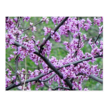Red Bud Tree Post Card