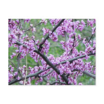 Red Bud Tree Post Card
