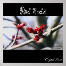 Red Buds Posters