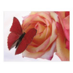 red butterfly on pink rose postcard