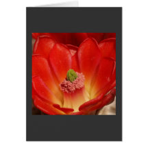 Red Cactus Flower Card