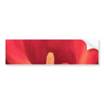 Red Cala Lily Tropical Flower Art - Multi