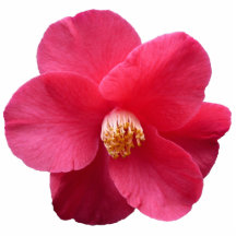 Red Camelia Photo Sculpture