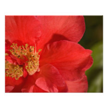 Red Camellia Flower Photo Print