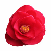 red camellia flower photo cutouts