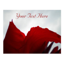 Red Canna Dreams of Australia Postcard