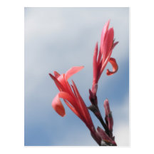 Red Cannas Canna Lilies Flower Photo Post Card