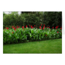 RED CANNAS ~ GREEN NORTHWOODS ~ GARDEN CARDS