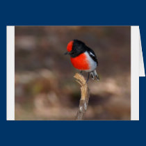 Red-capped Robin cards