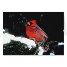 RED CARDINAL CARD