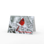 Red Cardinal Christmas Greeting Card