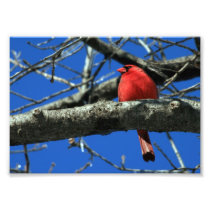 Red Cardinal in a Tree Photograph