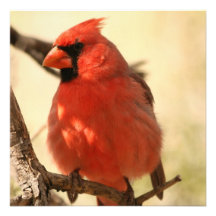 Red Cardinal  Invitations