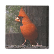 Red Cardinal Magnet