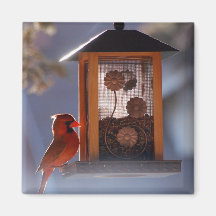 Red Cardinal Magnet