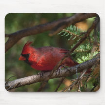 Red Cardinal Mouse Pad