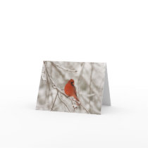 Red Cardinal (Note Cards)