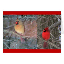 Red Cardinal Pair Card