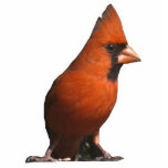 Red Cardinal Photo Sculpture
