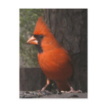 Red Cardinal Postcard
