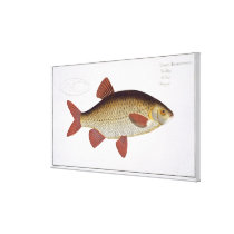 Red Carp (Cyprinus Erithrophthalmus) plate I from canvas prints