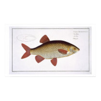 Red Carp (Cyprinus Erithrophthalmus) plate I from posters