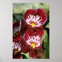 Red Celle 'Wasserfall' (Miltonia) flowers Print