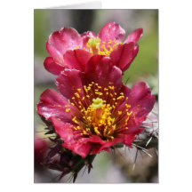Red Cholla Blooms Card