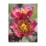 Red Cholla Blooms Postcard