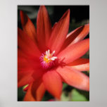Red Christmas Cactus Flower Print