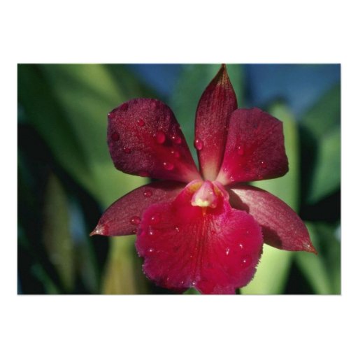 Red Circinatum (Epidendrum) flowers Invitation