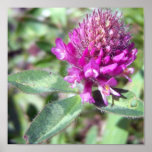 Red Clover Blossom 1 Poster