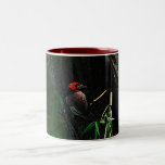 Red collared barbet bird nesting mug
