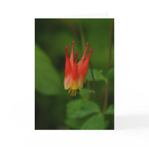 Red Columbine 09 Greeting Cards