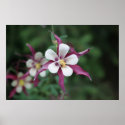 Red Columbine posters