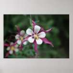 Red Columbine Posters