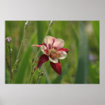 Red Columbine! posters