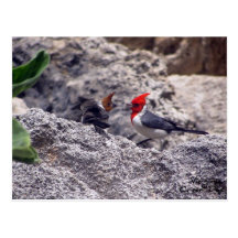 Red Crested Cardinals Post Cards