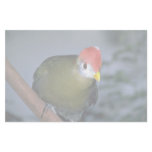 Red-crested turaco, Africa Stationery Paper