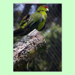 Red-crowned Parakeet cards