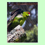 Red-Crowned Parakeet postcards