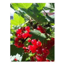 Red currant postcards