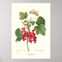 Red Currant Poster