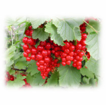 Red Currants on the Plant. Green Leaves. Cut Outs