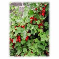 Red Currants on the Plant. Green Leaves. Photo Cut Out