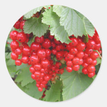 Red Currants on the Plant. Green Leaves. Round Stickers