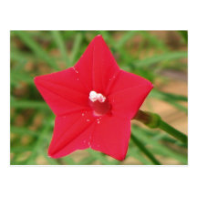 Red Cypress Vine Post Card