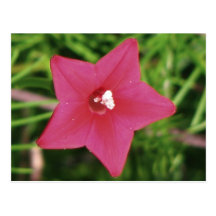Red Cypress Vine Post Cards