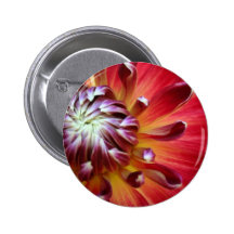 Red Dahlia  Button